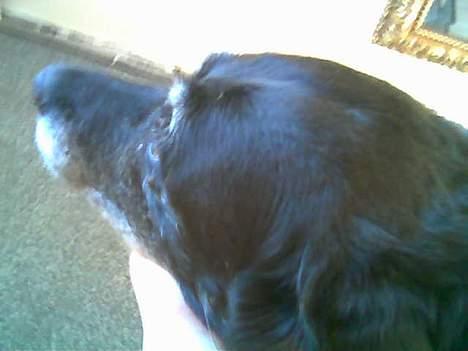 Labrador retriever Blackie<3 {I Hundehimlen} - Blackie kikker ud . billede 1