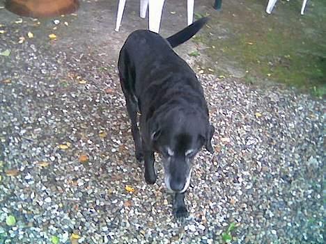 Labrador retriever Blackie<3 {I Hundehimlen} - Blackie i sine gamle dage.. Hun går i gruset en sommeraften ..  billede 3