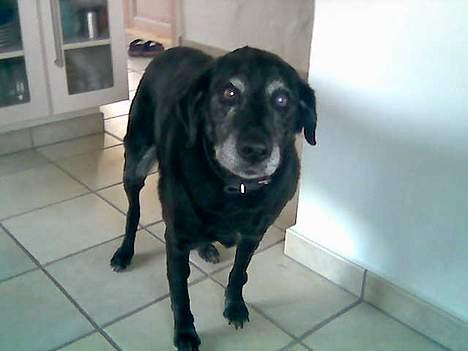 Labrador retriever Blackie<3 {I Hundehimlen} - Her står hun og kikker på mig i køkkenet ..  billede 4