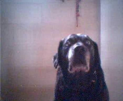 Labrador retriever Blackie<3 {I Hundehimlen} - Balckie .. Billed taget med Webcam . Jeg elsker dig <3  billede 5