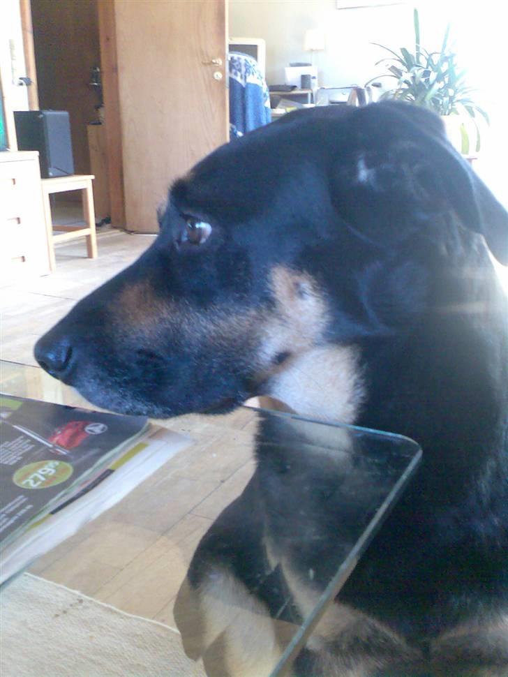 Blanding af racer Nikki billede 2