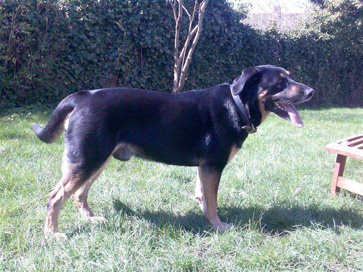 Blanding af racer Nikki billede 3