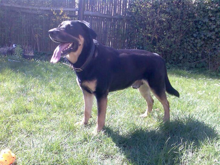 Blanding af racer Nikki billede 4