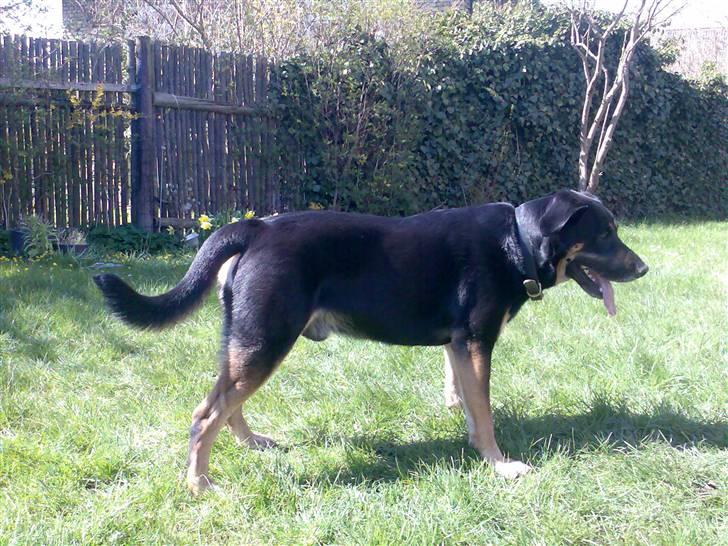 Blanding af racer Nikki billede 5