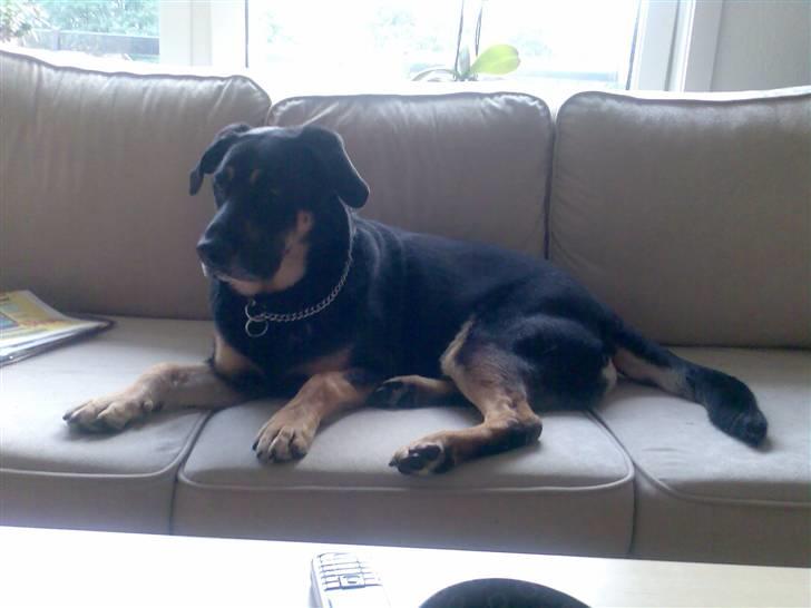 Blanding af racer Nikki billede 6