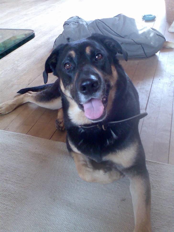 Blanding af racer Nikki billede 7