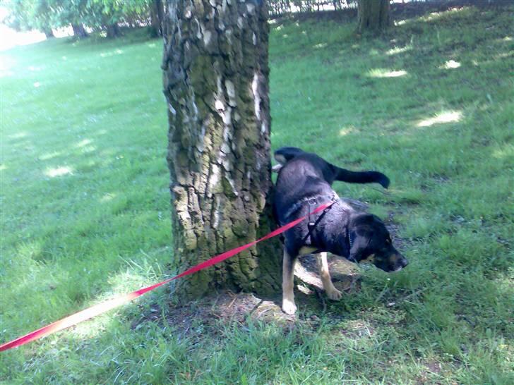 Blanding af racer Nikki billede 8