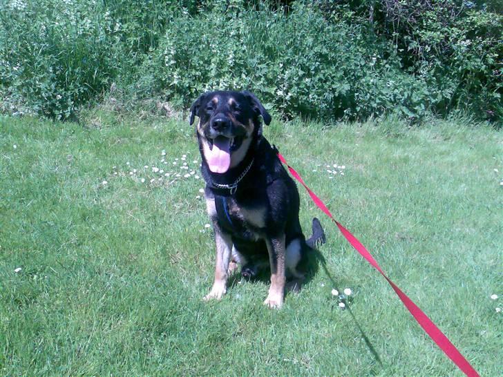 Blanding af racer Nikki billede 9