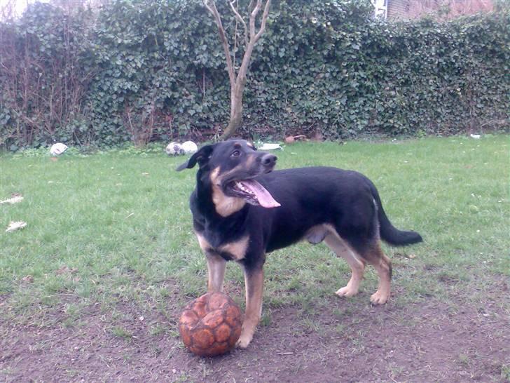 Blanding af racer Nikki billede 10