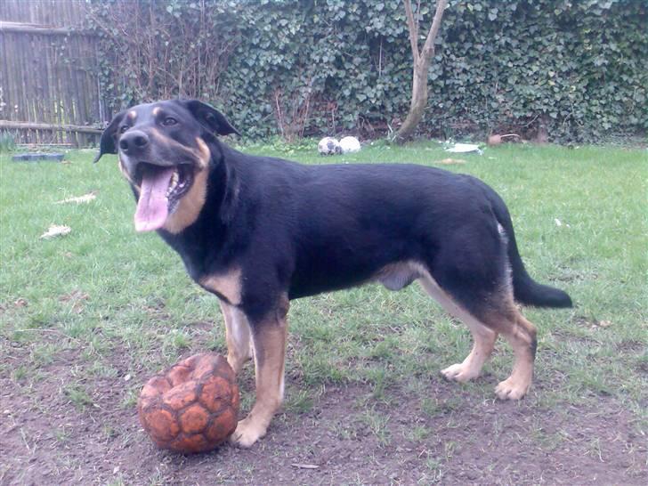 Blanding af racer Nikki billede 11