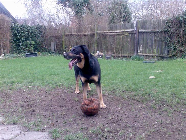 Blanding af racer Nikki billede 12