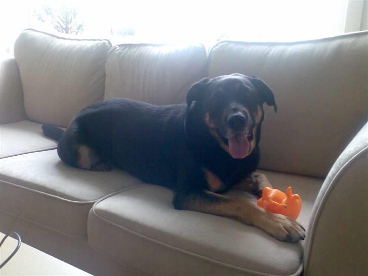 Blanding af racer Nikki billede 13