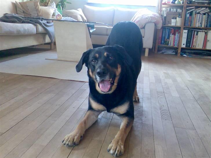 Blanding af racer Nikki billede 14