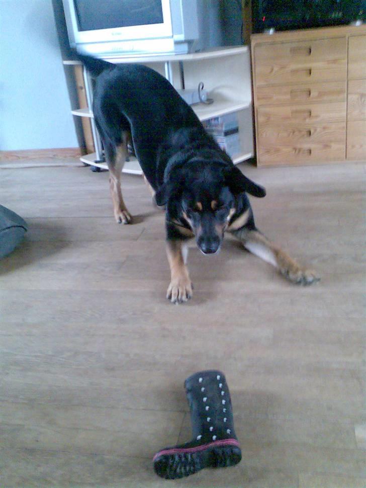 Blanding af racer Nikki billede 15