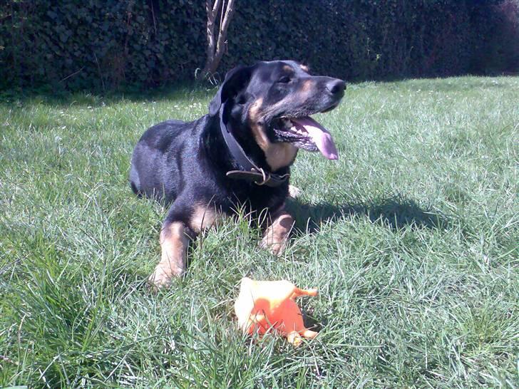 Blanding af racer Nikki billede 16