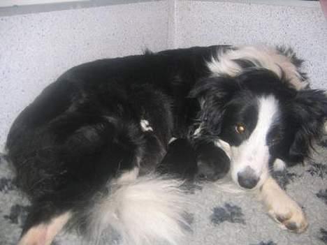 Border collie Windy - Windy med hvalpene 7. maj 2006 billede 9