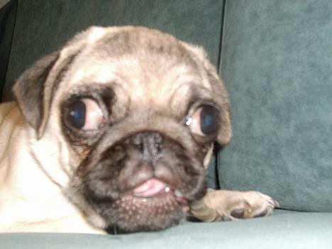 Mops Balou - Jeg er da ikke bæl-øjet :) billede 1