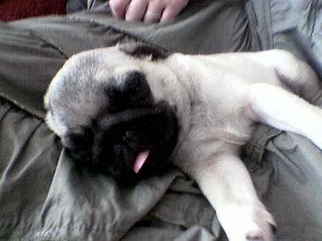 Mops Balou billede 2