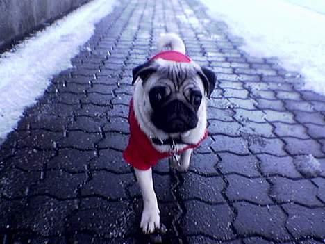 Mops Balou - ..rød er lige mig ;) billede 3