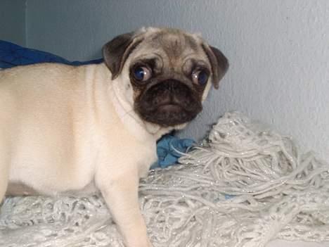 Mops Balou billede 4