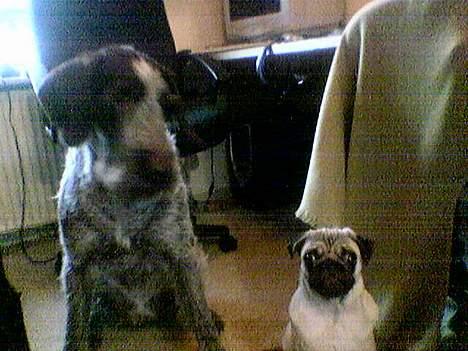 Mops Balou - føler mig en smule lille  billede 5