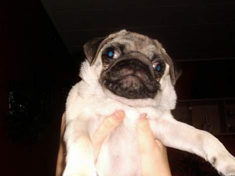 Mops Balou - sæt mig nu ned!! billede 6