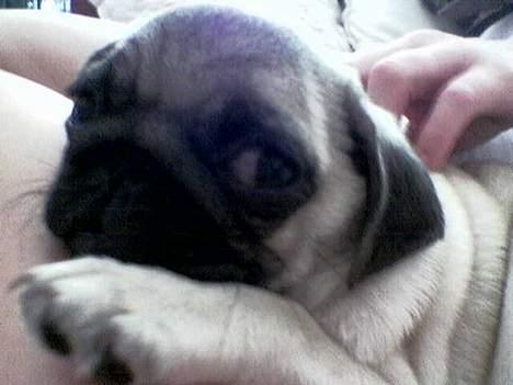 Mops Balou - gaaab er så træt.. billede 7