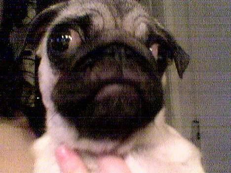 Mops Balou billede 8
