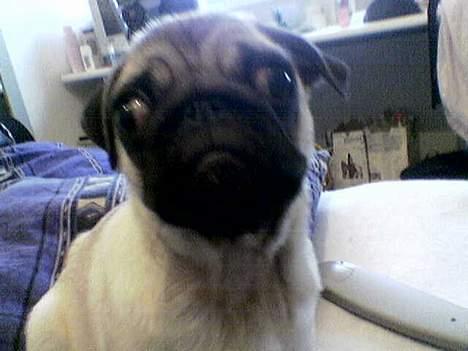 Mops Balou - Ligner jeg en abe?? :) billede 9