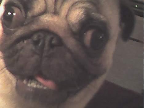 Mops Balou billede 10