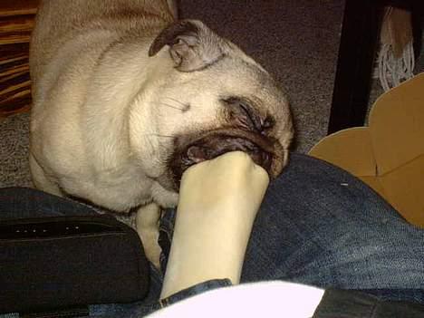 Mops Balou - ahh dejligt med et kødben på størrelse med mig selv.. ;) billede 11