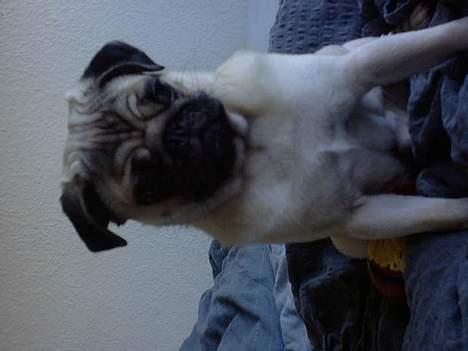 Mops Balou billede 12