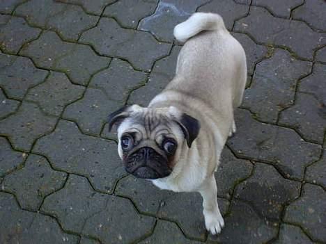 Mops Balou billede 13