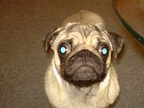 Mops Balou - A´hva??! billede 14