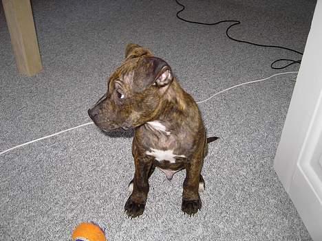 Amerikansk staffordshire terrier Gustav Jr. billede 1