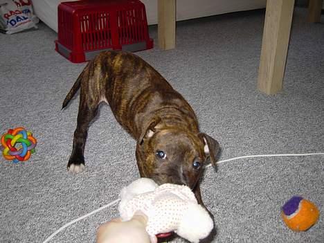 Amerikansk staffordshire terrier Gustav Jr. billede 2