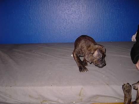 Amerikansk staffordshire terrier Gustav Jr. billede 3