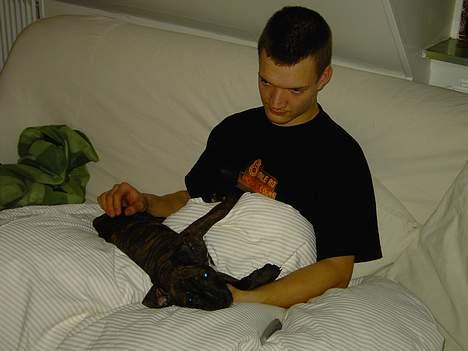 Amerikansk staffordshire terrier Gustav Jr. billede 4