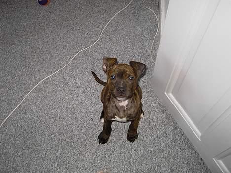 Amerikansk staffordshire terrier Gustav Jr. billede 5