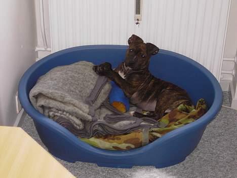 Amerikansk staffordshire terrier Gustav Jr. billede 6