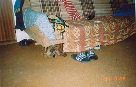 Blanding af racer Molly billede 11