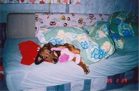 Blanding af racer Molly billede 12