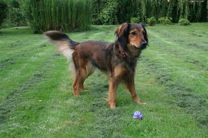 Blanding af racer Molly billede 13