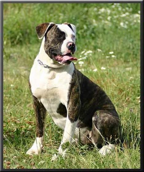 Amerikansk bulldog Østergaards Cielo - Et super dejligt, men lidt gammelt billede.  billede 12