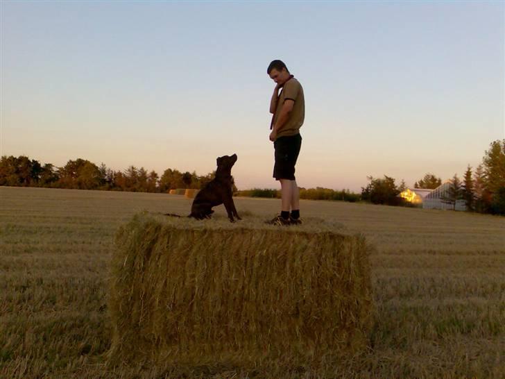 Amerikansk staffordshire terrier Gustav Jr. billede 7