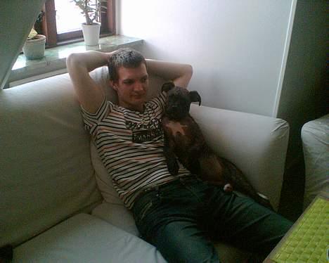 Amerikansk staffordshire terrier Gustav Jr. billede 8