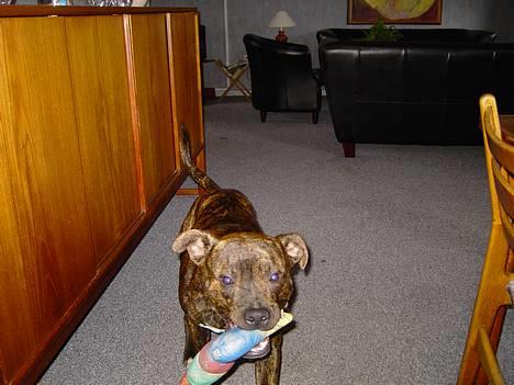 Amerikansk staffordshire terrier Gustav Jr. - "Mormor" er også gal med hunden, her fik han sig en striktrøje fordi han var en smugle skallet en periode billede 9