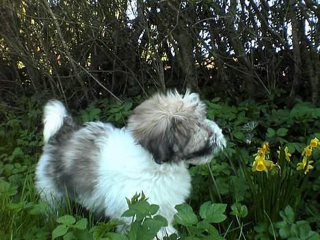 Coton de tulear Uniq Coton Sergent Pepper billede 17