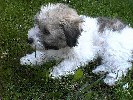 Coton de tulear Uniq Coton Sergent Pepper billede 18