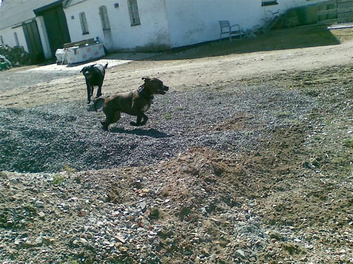 Amerikansk staffordshire terrier Gustav Jr. - sove på sofaen i solen, det er vel også et trick :D billede 10